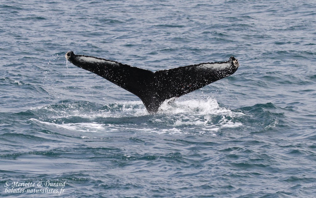 Baleine à bosse, Dalvik, Islande 2016