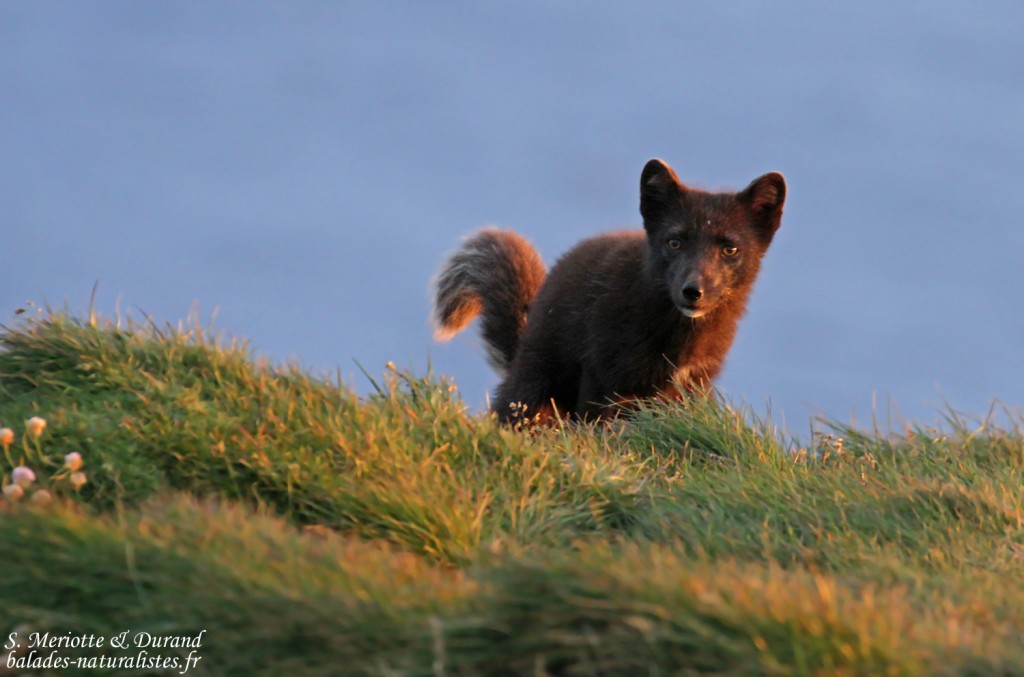 Renard polaire en chasse sur les falaises de Latrabjarg, Islande 2016