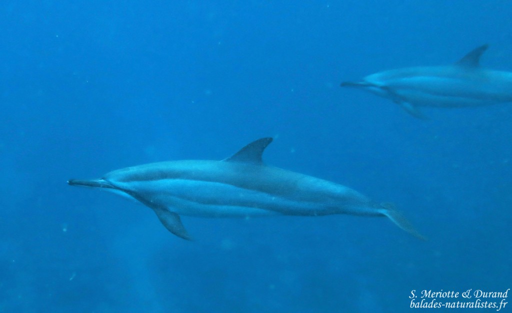 Dauphins à long bec, Baie de Tamarin, Maurice