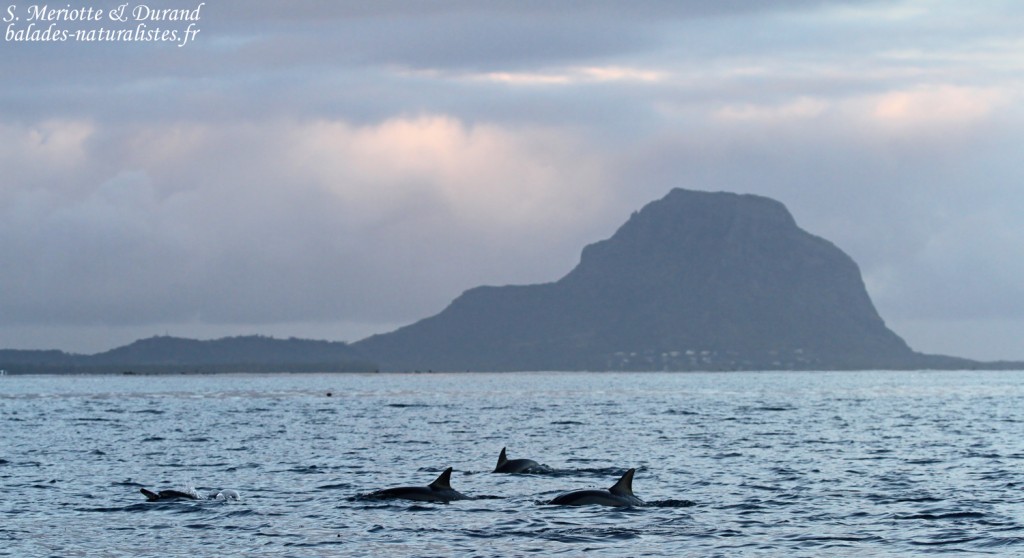 Dauphins à long bec passant devant le Morne, Baie de Tamarin, Maurice