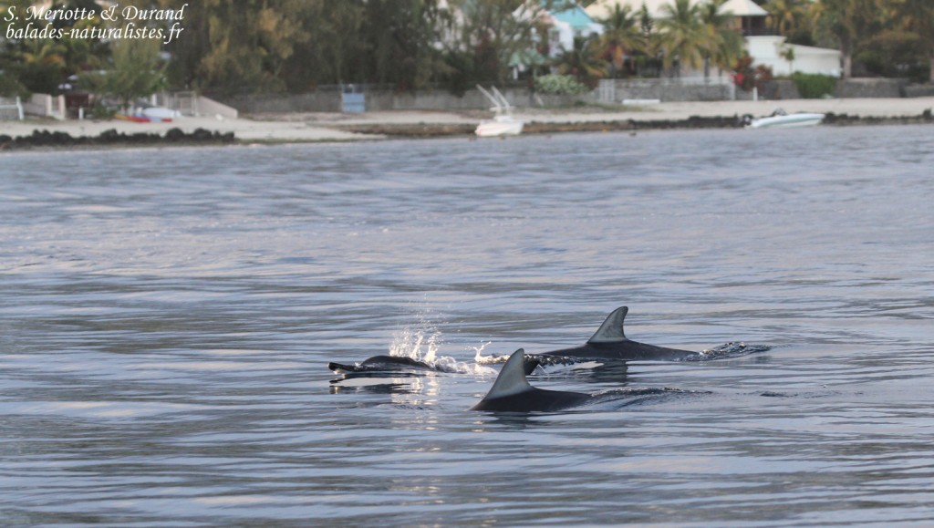 Dauphins à long bec, Baie de Tamarin, Maurice