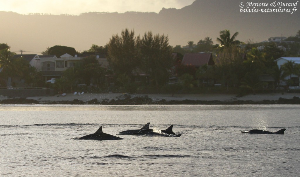 Dauphins à long bec, Baie de Tamarin, Maurice