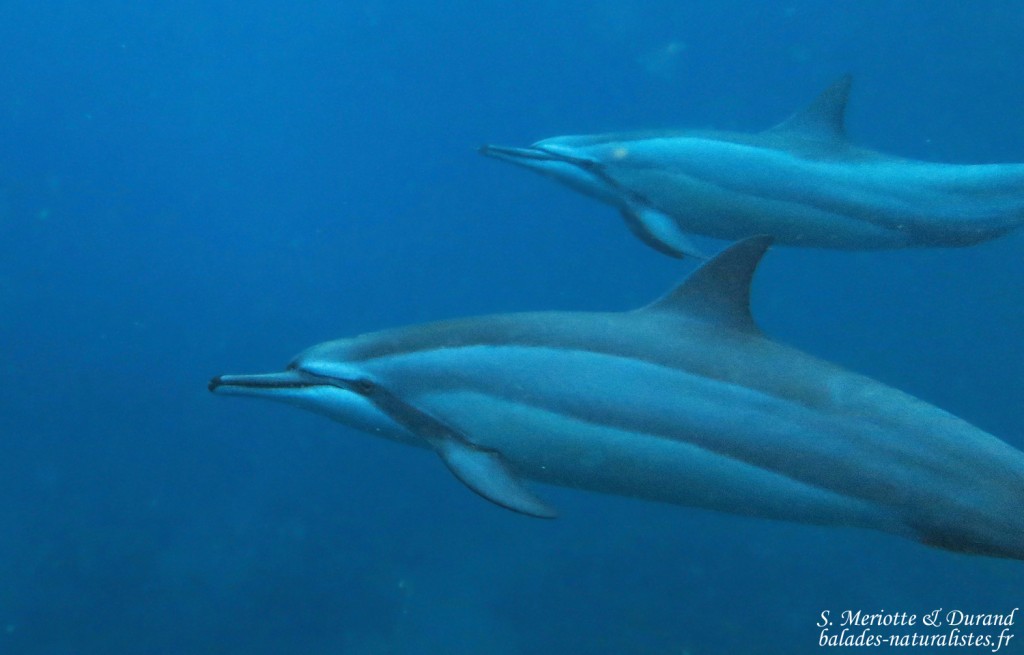 Dauphins à long bec, Baie de Tamarin, Maurice