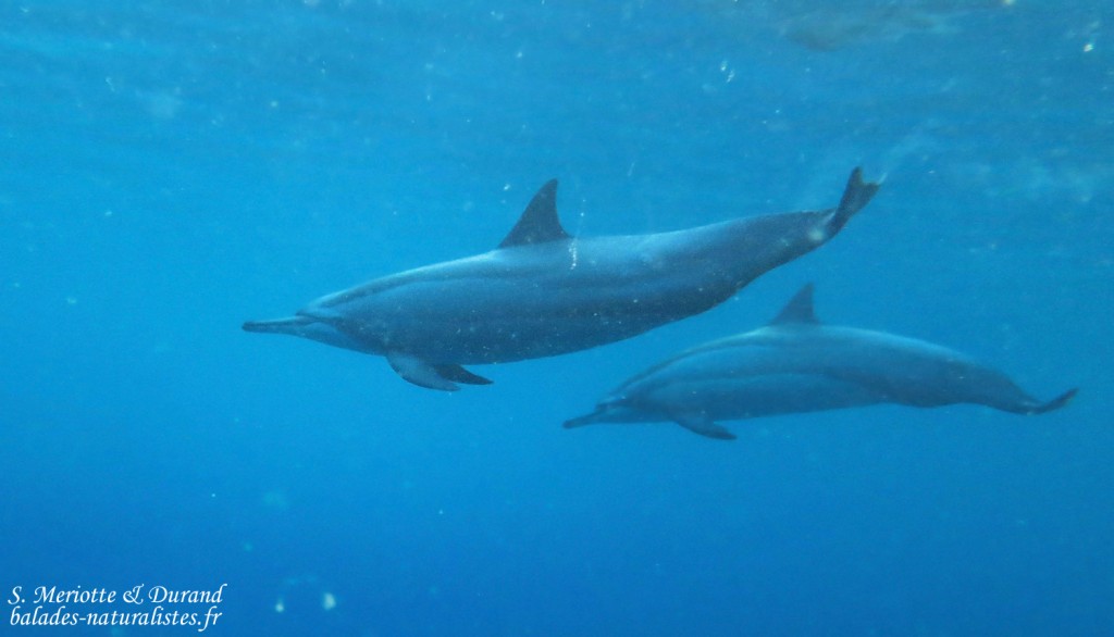 Dauphins à long bec, Baie de Tamarin, Maurice
