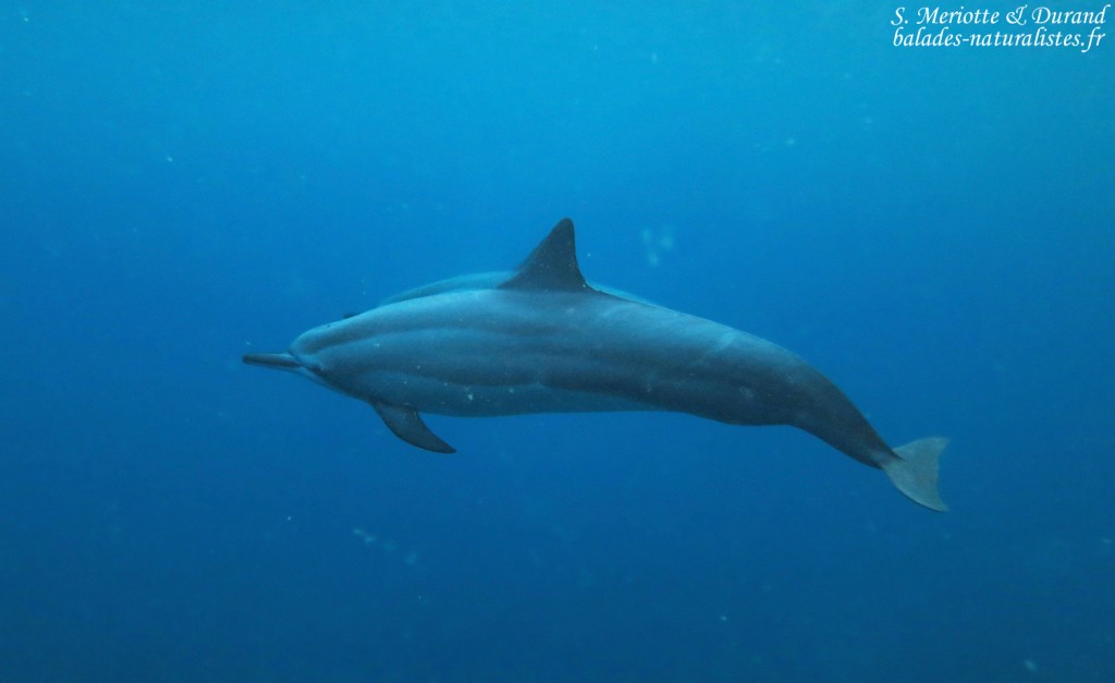Dauphins à long bec, Baie de Tamarin, Maurice