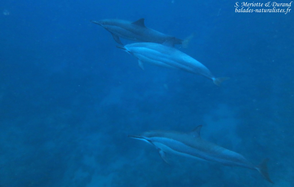 Dauphins à long bec, Baie de Tamarin, Maurice