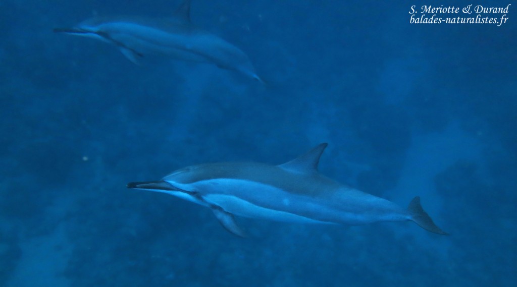 Dauphins à long bec, Baie de Tamarin, Maurice
