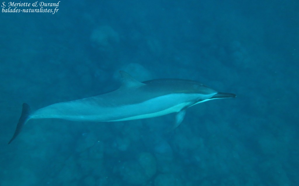 Dauphins à long bec, Baie de Tamarin, Maurice