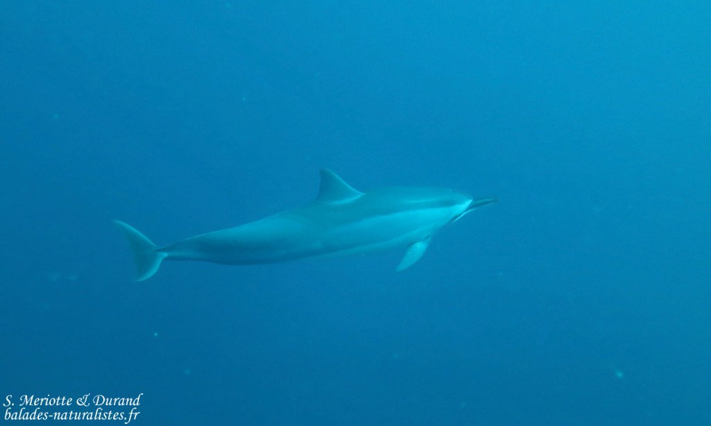 Dauphins à long bec, Baie de Tamarin, Maurice