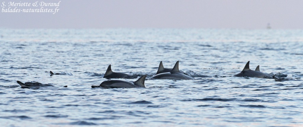 Dauphins à long bec, Baie de Tamarin, Maurice