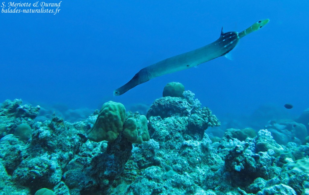 Poisson trompette, Plongée à Trou aux biches