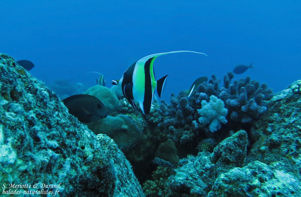 Idoles des Maures, Plongée à Trou aux biches