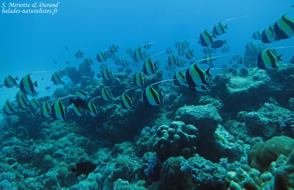 Idoles des Maures, Plongée à Trou aux biches