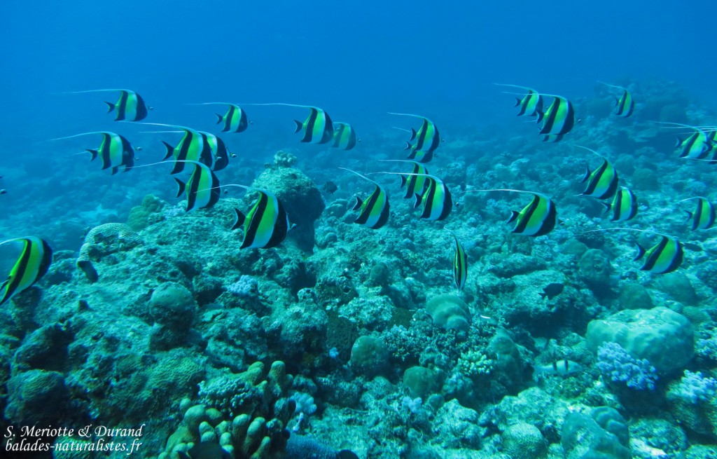 Idoles des Maures, Plongée à Trou aux biches