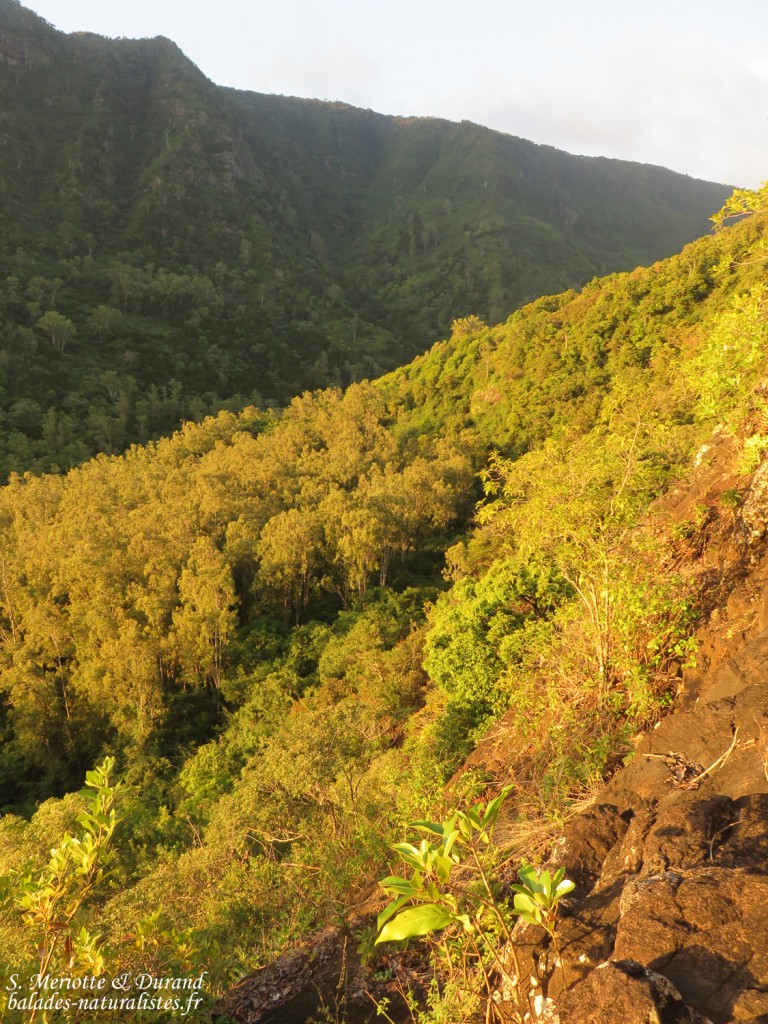 Gorges de Rivière noire