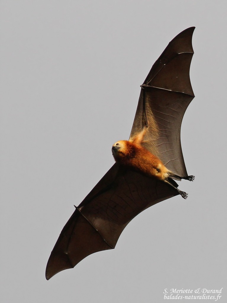 La Roussette Noire Chauve souris End mique De Maurice Balades 