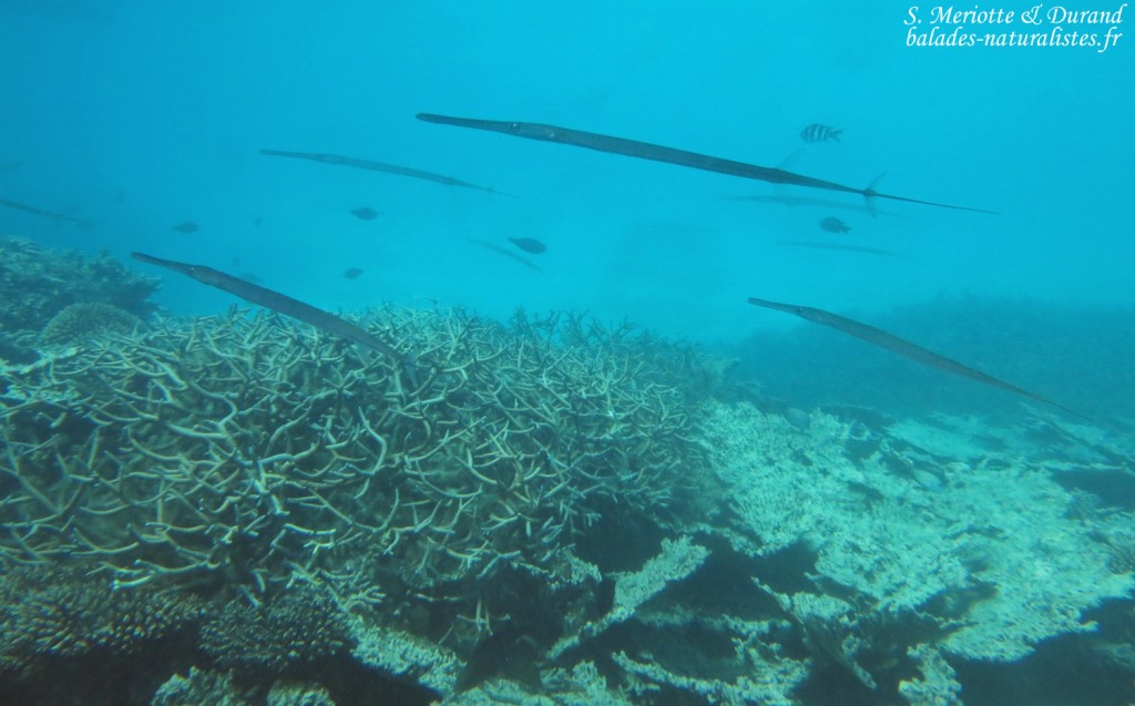 Poissons flutes, Réserve marine de blue Bay
