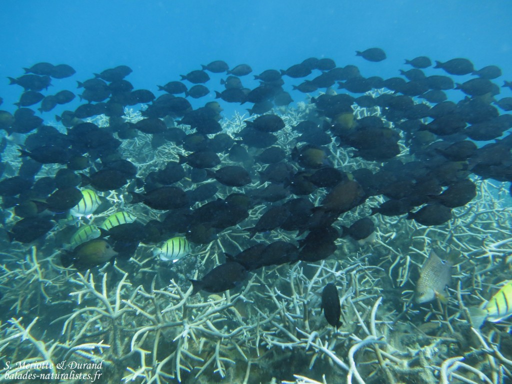 Chirurgiens striés et bagnards, Réserve marine de Blue bay