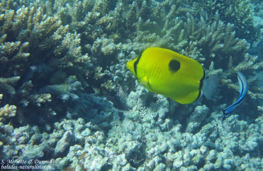 Papillon à larme, Réserve marine de blue Bay