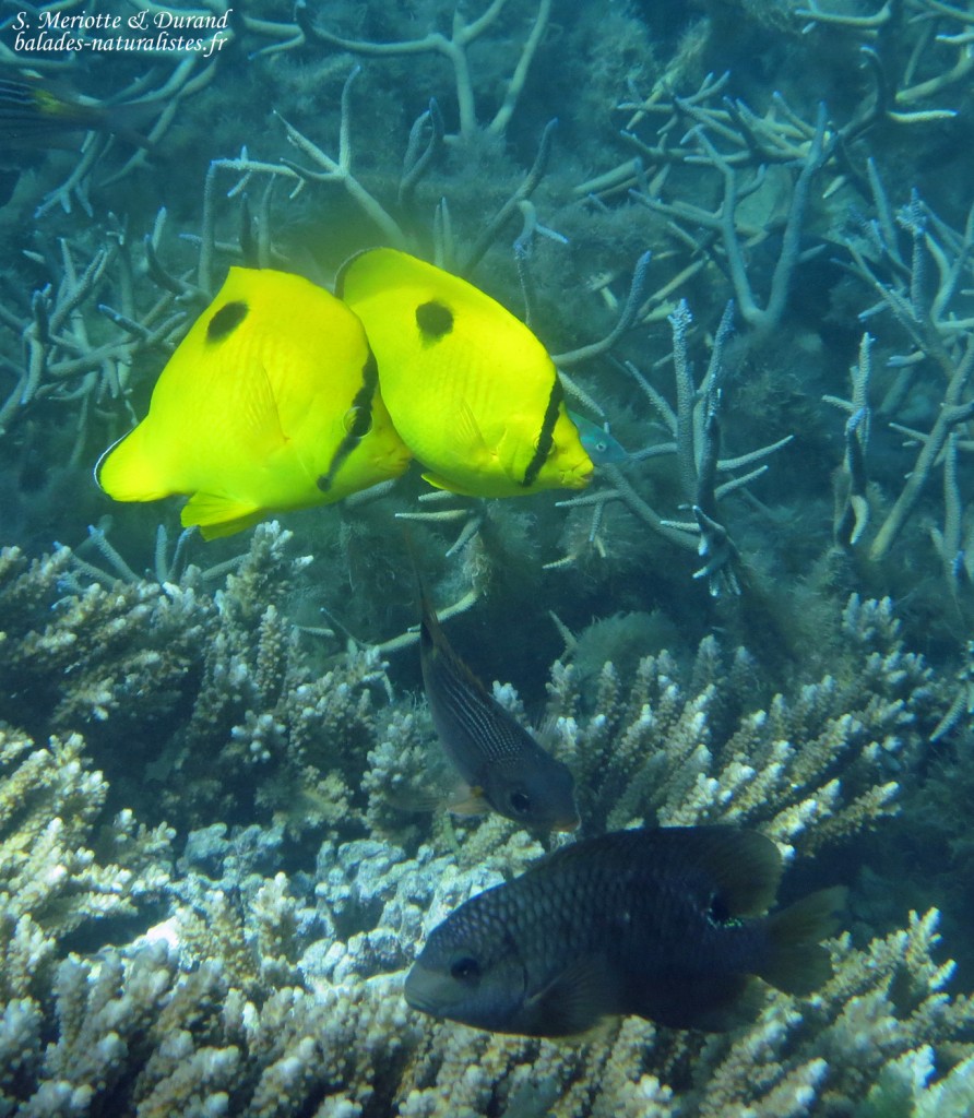 Papillons à larme, Réserve marine de blue Bay