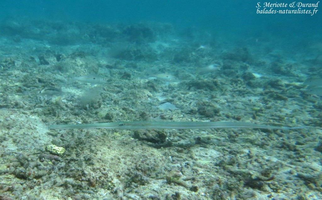Poisson flute, plage de Flic-en-Flac