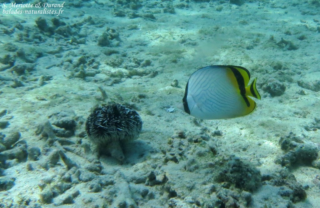Papillon vagabond, plage de Flic-en-Flac