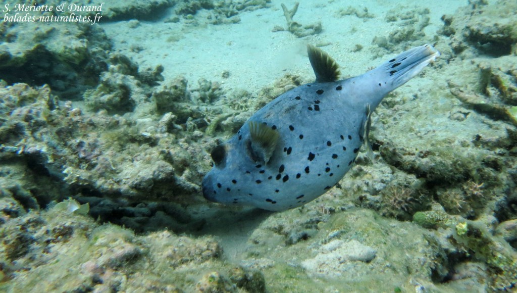 Tétrodon à taches noires, plage de Flic-en-Flac
