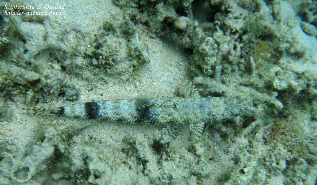 Poisson lézard des sables, plage de Flic-en-Flac