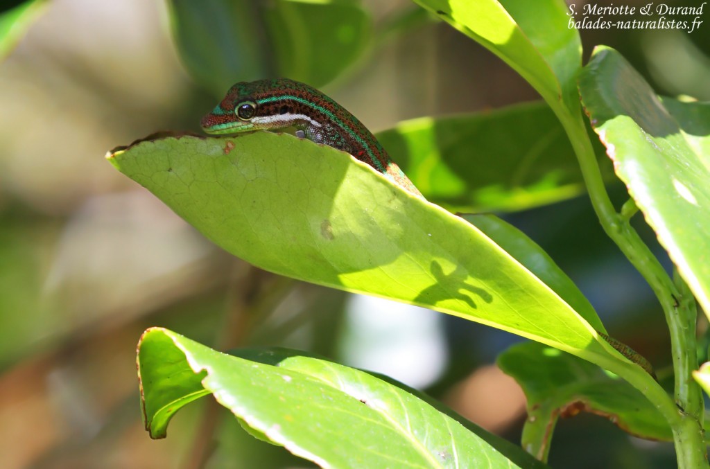 Bluetail Day Gecko (Phelsuma cepediana)