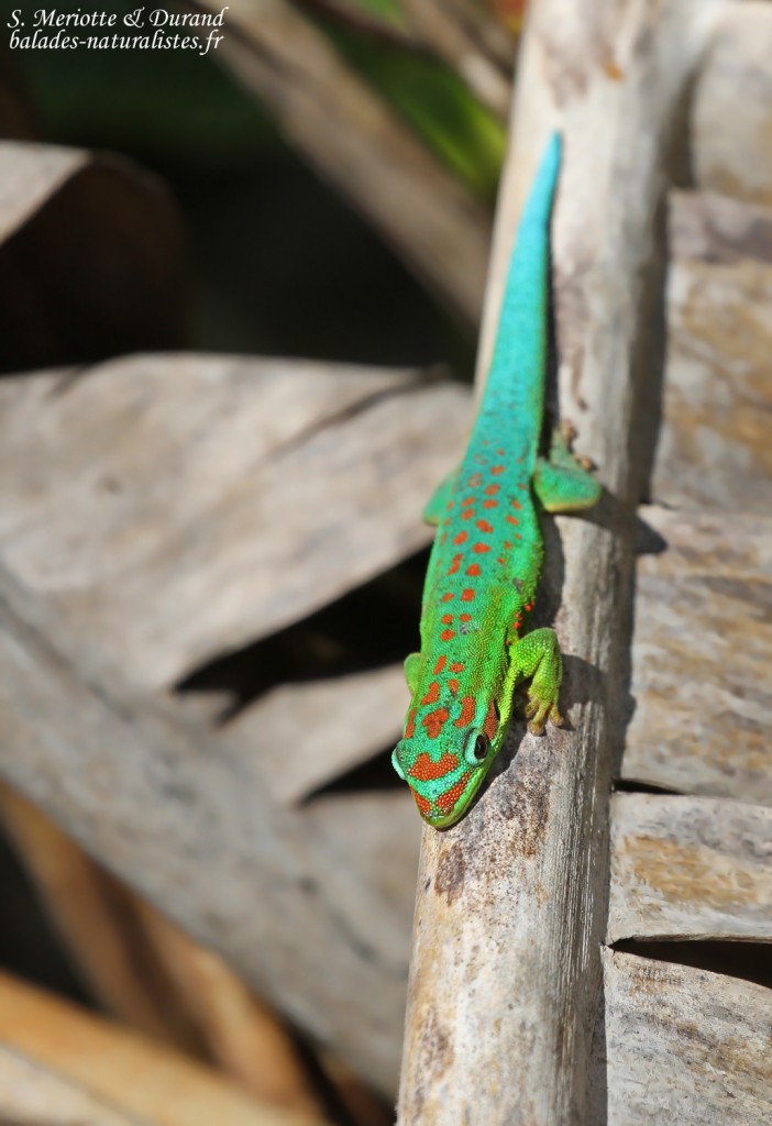 Bluetail Day Gecko (Phelsuma cepediana)