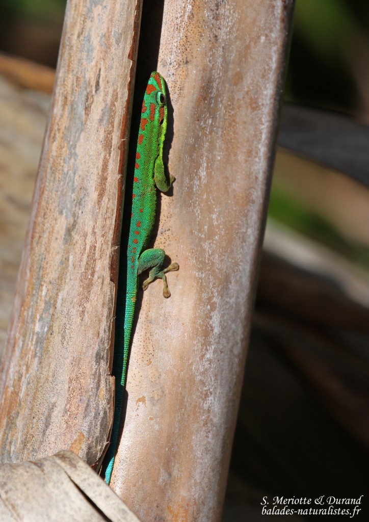 Bluetail Day Gecko (Phelsuma cepediana)