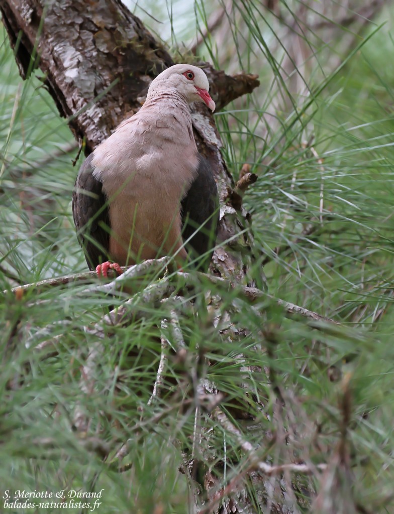 Pigeon rose à Pétrin