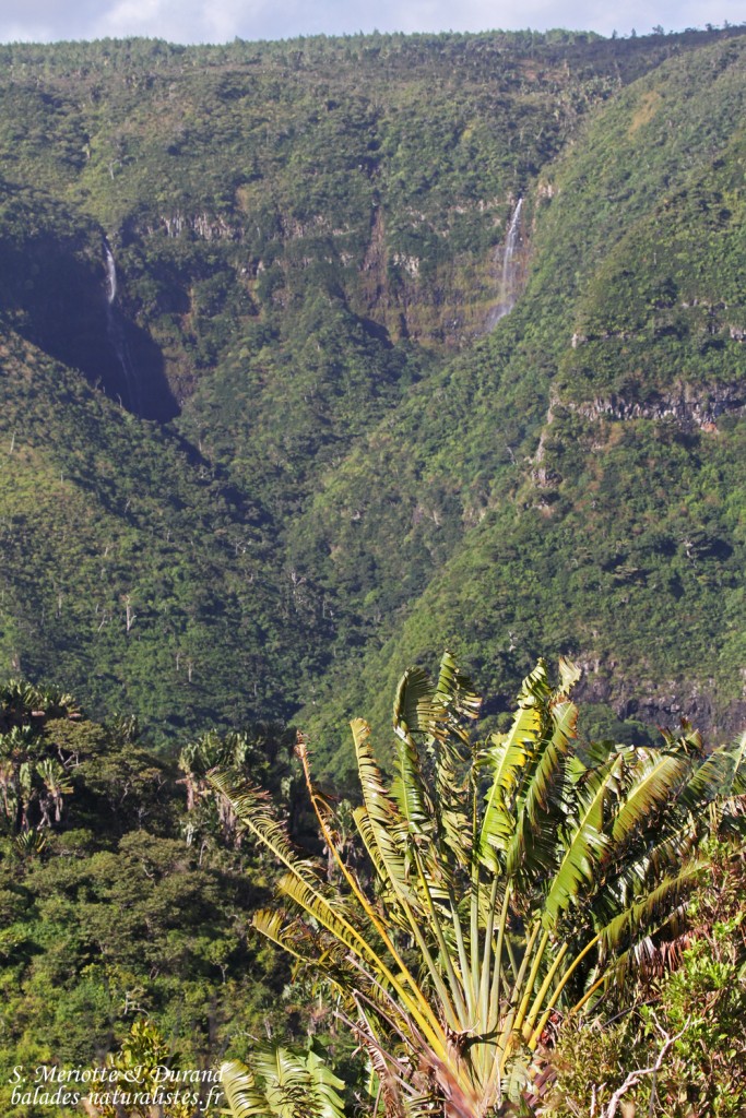 Arbre du voyageur