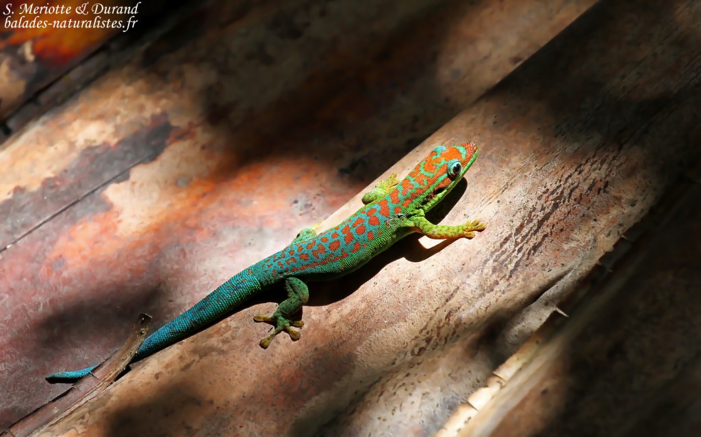 Bluetail Day Gecko (Phelsuma cepediana)