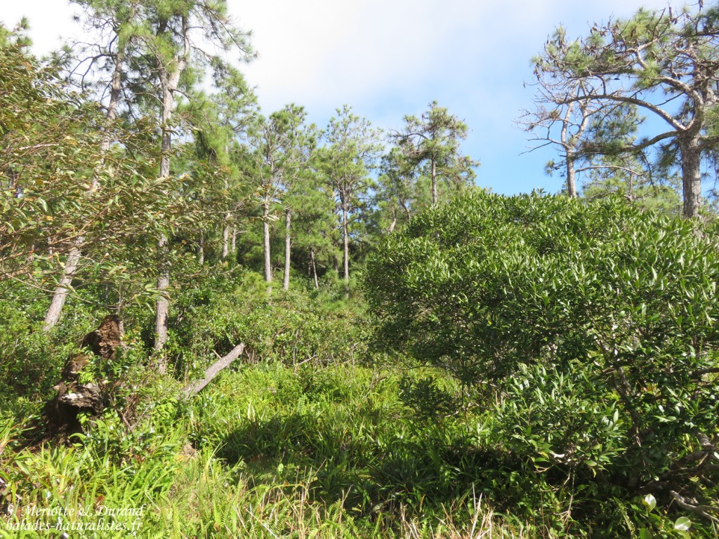 Forêts de la Macchabée traiil