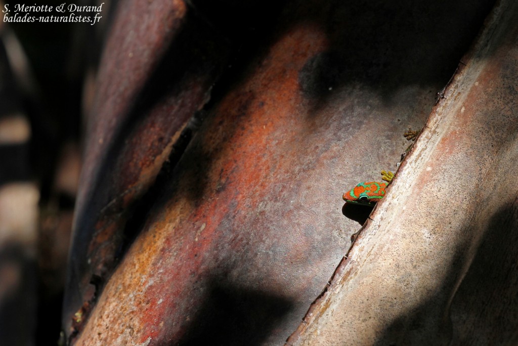 Bluetail Day Gecko (Phelsuma cepediana)
