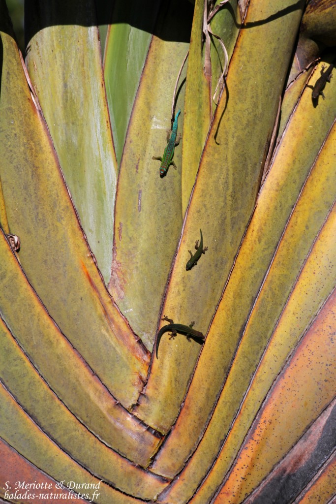 Bluetail Day Gecko (Phelsuma cepediana) sur un arbre du voyageur