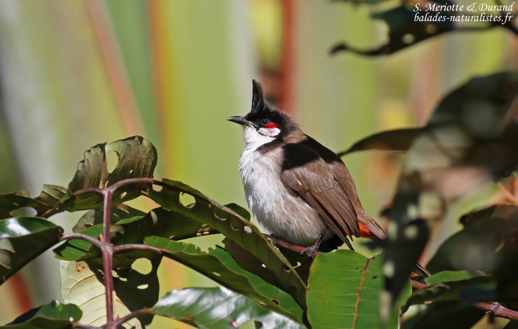 Bulbul orphée, Macchabée trail