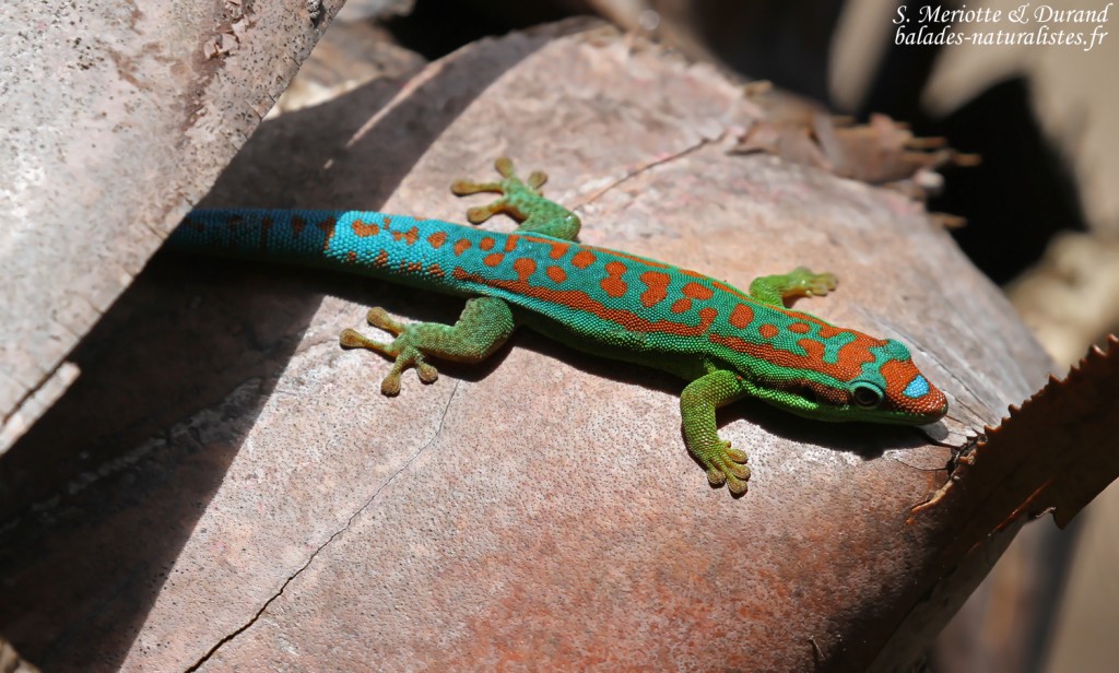 Bluetail Day Gecko (Phelsuma cepediana)