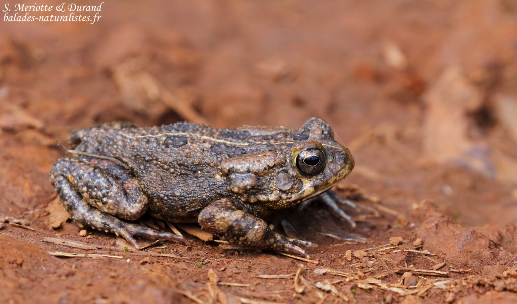 Crapaud guttural, Macchabée trail