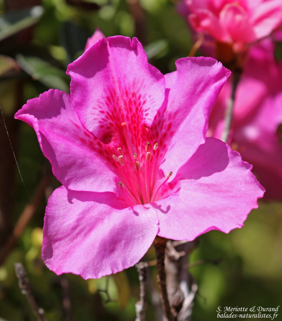 Fleurs sur la Macchabée trail