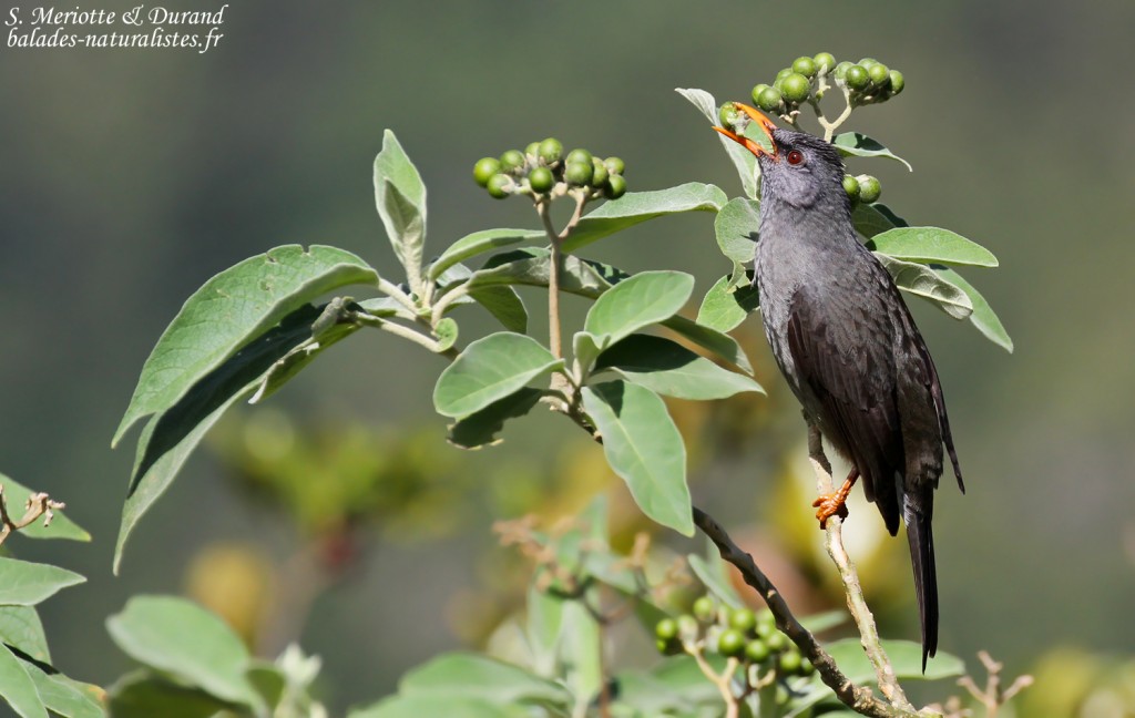 Bulbul de Maurice, Macchabée trail