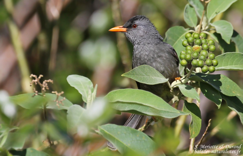Bulbul de Maurice, Macchabée trail