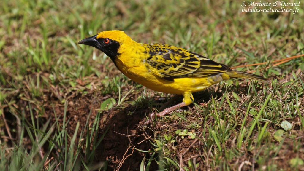 Tisserin gendarme, Pétrin