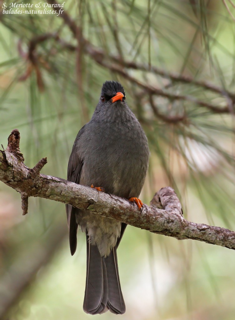 Bulbul de Maurice, Pétrin
