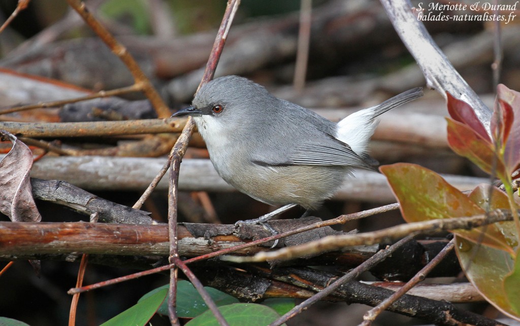 Zostérops gris de Maurice, Macchabée trail