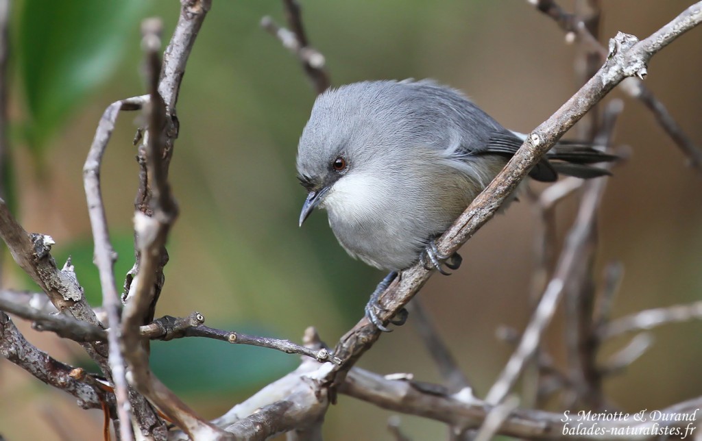 Zostérops gris de Maurice, Macchabée trail