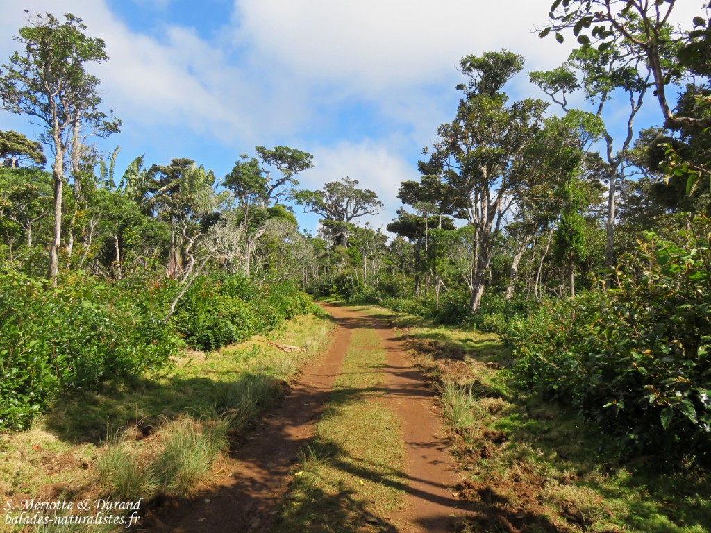 Macchabée trail