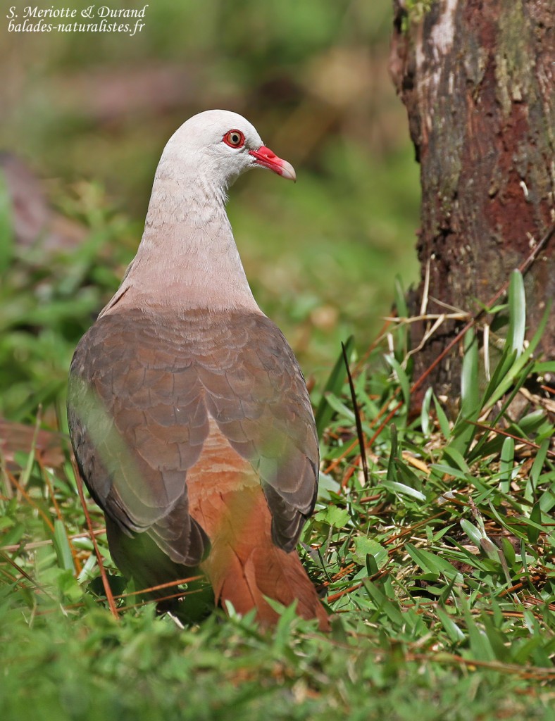 Pigeon rose à Pétrin