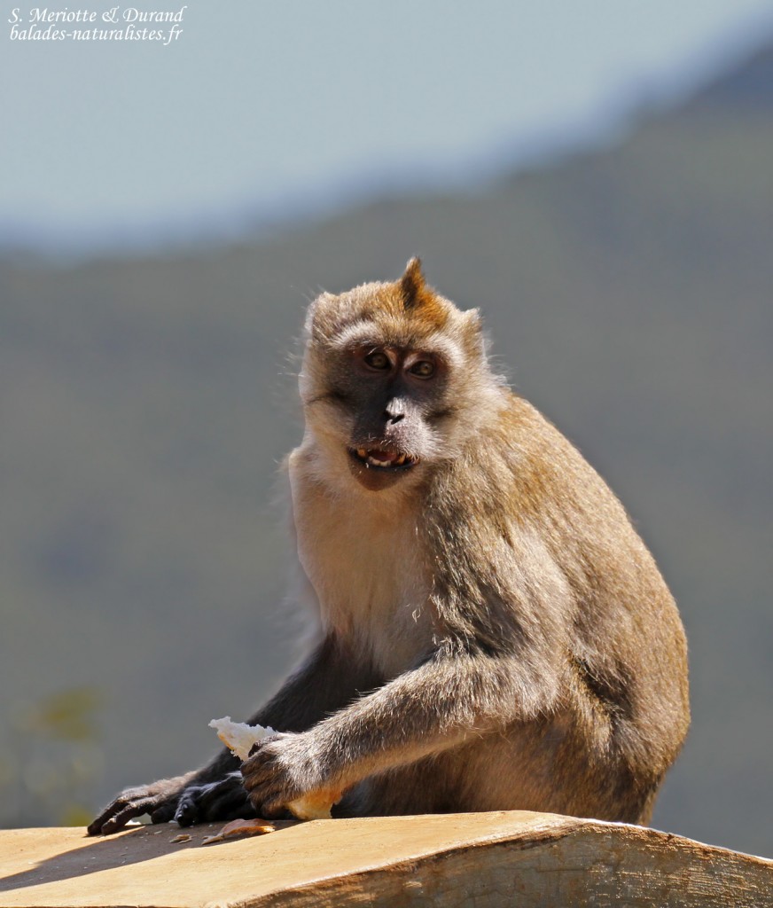 Macaque crabier, Gorges de rivière noire
